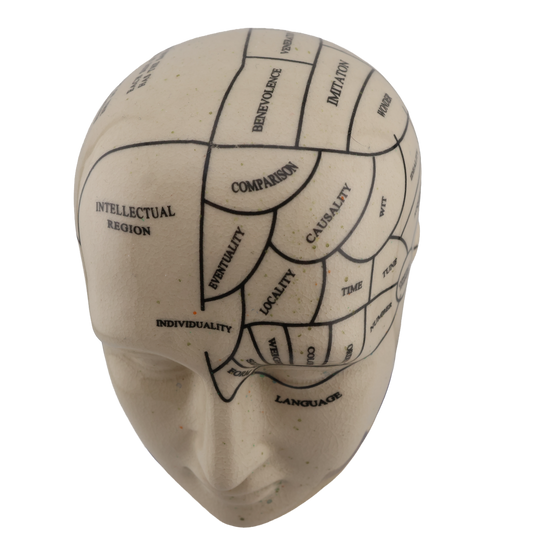 Vintage Phrenology Bust “The Human Mind” Educational Head