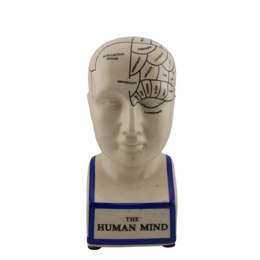 Vintage Phrenology Bust “The Human Mind” Educational Head